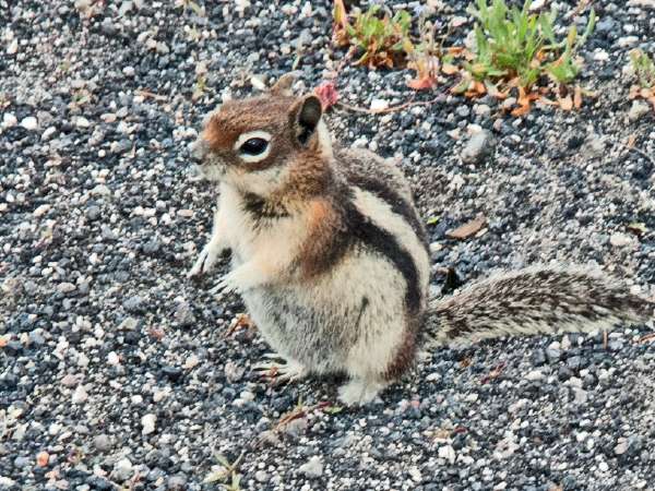 Yellowstone _ART2250A.jpg